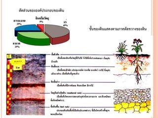 สัดส่วนขององค์ประกอบของดิน
ชั้นของดินแสดงตามภาคตัดขวางของดิน
 