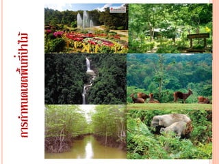 การกาหนดเขตพื้นที่ป่าไม้
 