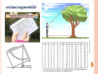 การวัดความสูงของต้นไม้
 