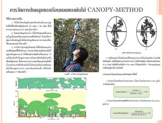 การวัดการปกคลุมของเรือนยอดของต้นไม้ CANOPY-METHOD
 