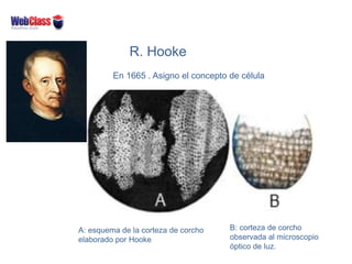 R. Hooke
A: esquema de la corteza de corcho
elaborado por Hooke
B: corteza de corcho
observada al microscopio
óptico de luz.
En 1665 . Asigno el concepto de célula
 