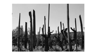 O vinho à sombra do vulcão