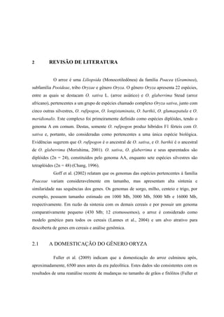 2 REVISÃO DE LITERATURA
O arroz é uma Liliopsida (Monocotiledônea) da família Poacea (Graminea),
subfamília Pooideae, tribo Oryzae e gênero Oryza. O gênero Oryza apresenta 22 espécies,
entre as quais se destacam O. sativa L. (arroz asiático) e O. glaberrima Steud (arroz
africano), pertencentes a um grupo de espécies chamado complexo Oryza sativa, junto com
cinco outras silvestres, O. rufipogon, O. longistaminata, O. barthii, O. glumaepatula e O.
meridionalis. Este complexo foi primeiramente definido como espécies diplóides, tendo o
genoma A em comum. Destas, somente O. rufipogon produz híbridos F1 férteis com O.
sativa e, portanto, são consideradas como pertencentes a uma única espécie biológica.
Evidências sugerem que O. rufipogon é o ancestral de O. sativa, e O. barthii é o ancestral
de O. glaberrima (Morishima, 2001). O. sativa, O. glaberrima e seus aparentados são
diplóides (2n = 24), constituídos pelo genoma AA, enquanto sete espécies silvestres são
tetraplóides (2n = 48) (Chang, 1996).
Goff et al. (2002) relatam que os genomas das espécies pertencentes à família
Poaceae variam consideravelmente em tamanho, mas apresentam alta sintenia e
similaridade nas sequências dos genes. Os genomas de sorgo, milho, centeio e trigo, por
exemplo, possuem tamanho estimado em 1000 Mb, 3000 Mb, 5000 Mb e 16000 Mb,
respectivamente. Em razão da sintenia com os demais cereais e por possuir um genoma
comparativamente pequeno (430 Mb; 12 cromossomos), o arroz é considerado como
modelo genético para todos os cereais (Lannes et al., 2004) e um alvo atrativo para
descoberta de genes em cereais e análise genômica.
2.1 A DOMESTICAÇÃO DO GÊNERO ORYZA
Fuller et al. (2009) indicam que a domesticação do arroz culminou após,
aproximadamente, 6500 anos antes da era paleolítica. Estes dados são consistentes com os
resultados de uma reanálise recente de mudanças no tamanho de grãos e fitólitos (Fuller et
 