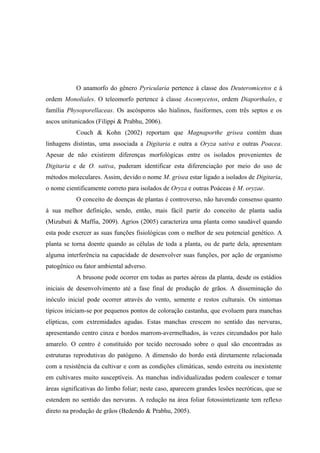 O anamorfo do gênero Pyricularia pertence à classe dos Deuteromicetos e à
ordem Monoliales. O teleomorfo pertence à classe Ascomycetos, ordem Diaporthales, e
família Physoporellaceas. Os ascósporos são hialinos, fusiformes, com três septos e os
ascos unitunicados (Filippi & Prabhu, 2006).
Couch & Kohn (2002) reportam que Magnaporthe grisea contém duas
linhagens distintas, uma associada a Digitaria e outra a Oryza sativa e outras Poacea.
Apesar de não existirem diferenças morfológicas entre os isolados provenientes de
Digitaria e de O. sativa, puderam identificar esta diferenciação por meio do uso de
métodos moleculares. Assim, devido o nome M. grisea estar ligado a isolados de Digitaria,
o nome cientificamente correto para isolados de Oryza e outras Poáceas é M. oryzae.
O conceito de doenças de plantas é controverso, não havendo consenso quanto
à sua melhor definição, sendo, então, mais fácil partir do conceito de planta sadia
(Mizubuti & Maffia, 2009). Agrios (2005) caracteriza uma planta como saudável quando
esta pode exercer as suas funções fisiológicas com o melhor de seu potencial genético. A
planta se torna doente quando as células de toda a planta, ou de parte dela, apresentam
alguma interferência na capacidade de desenvolver suas funções, por ação de organismo
patogênico ou fator ambiental adverso.
A brusone pode ocorrer em todas as partes aéreas da planta, desde os estádios
iniciais de desenvolvimento até a fase final de produção de grãos. A disseminação do
inóculo inicial pode ocorrer através do vento, semente e restos culturais. Os sintomas
típicos iniciam-se por pequenos pontos de coloração castanha, que evoluem para manchas
elípticas, com extremidades agudas. Estas manchas crescem no sentido das nervuras,
apresentando centro cinza e bordos marrom-avermelhados, às vezes circundados por halo
amarelo. O centro é constituído por tecido necrosado sobre o qual são encontradas as
estruturas reprodutivas do patógeno. A dimensão do bordo está diretamente relacionada
com a resistência da cultivar e com as condições climáticas, sendo estreita ou inexistente
em cultivares muito susceptíveis. As manchas individualizadas podem coalescer e tomar
áreas significativas do limbo foliar; neste caso, aparecem grandes lesões necróticas, que se
estendem no sentido das nervuras. A redução na área foliar fotossintetizante tem reflexo
direto na produção de grãos (Bedendo & Prabhu, 2005).
 
