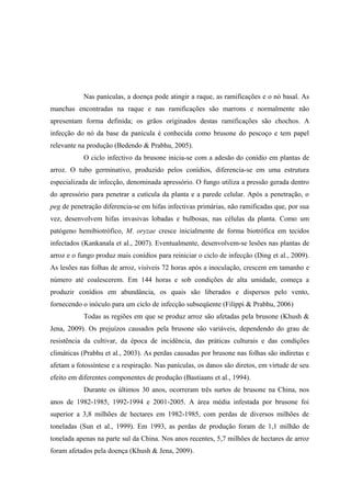 Nas panículas, a doença pode atingir a raque, as ramificações e o nó basal. As
manchas encontradas na raque e nas ramificações são marrons e normalmente não
apresentam forma definida; os grãos originados destas ramificações são chochos. A
infecção do nó da base da panícula é conhecida como brusone do pescoço e tem papel
relevante na produção (Bedendo & Prabhu, 2005).
O ciclo infectivo da brusone inicia-se com a adesão do conídio em plantas de
arroz. O tubo germinativo, produzido pelos conídios, diferencia-se em uma estrutura
especializada de infecção, denominada apressório. O fungo utiliza a pressão gerada dentro
do apressório para penetrar a cutícula da planta e a parede celular. Após a penetração, o
peg de penetração diferencia-se em hifas infectivas primárias, não ramificadas que, por sua
vez, desenvolvem hifas invasivas lobadas e bulbosas, nas células da planta. Como um
patógeno hemibiotrófico, M. oryzae cresce inicialmente de forma biotrófica em tecidos
infectados (Kankanala et al., 2007). Eventualmente, desenvolvem-se lesões nas plantas de
arroz e o fungo produz mais conídios para reiniciar o ciclo de infecção (Ding et al., 2009).
As lesões nas folhas de arroz, visíveis 72 horas após a inoculação, crescem em tamanho e
número até coalescerem. Em 144 horas e sob condições de alta umidade, começa a
produzir conídios em abundância, os quais são liberados e dispersos pelo vento,
fornecendo o inóculo para um ciclo de infecção subseqüente (Filippi & Prabhu, 2006)
Todas as regiões em que se produz arroz são afetadas pela brusone (Khush &
Jena, 2009). Os prejuízos causados pela brusone são variáveis, dependendo do grau de
resistência da cultivar, da época de incidência, das práticas culturais e das condições
climáticas (Prabhu et al., 2003). As perdas causadas por brusone nas folhas são indiretas e
afetam a fotossíntese e a respiração. Nas panículas, os danos são diretos, em virtude de seu
efeito em diferentes componentes de produção (Bastiaans et al., 1994).
Durante os últimos 30 anos, ocorreram três surtos de brusone na China, nos
anos de 1982-1985, 1992-1994 e 2001-2005. A área média infestada por brusone foi
superior a 3,8 milhões de hectares em 1982-1985, com perdas de diversos milhões de
toneladas (Sun et al., 1999). Em 1993, as perdas de produção foram de 1,1 milhão de
tonelada apenas na parte sul da China. Nos anos recentes, 5,7 milhões de hectares de arroz
foram afetados pela doença (Khush & Jena, 2009).
 