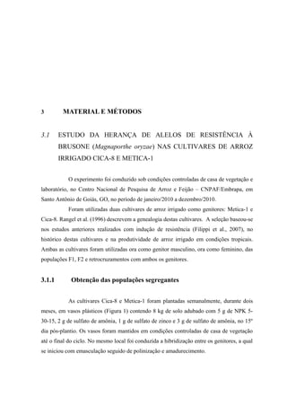 3 MATERIAL E MÉTODOS
3.1 ESTUDO DA HERANÇA DE ALELOS DE RESISTÊNCIA À
BRUSONE (Magnaporthe oryzae) NAS CULTIVARES DE ARROZ
IRRIGADO CICA-8 E METICA-1
O experimento foi conduzido sob condições controladas de casa de vegetação e
laboratório, no Centro Nacional de Pesquisa de Arroz e Feijão – CNPAF/Embrapa, em
Santo Antônio de Goiás, GO, no período de janeiro/2010 a dezembro/2010.
Foram utilizadas duas cultivares de arroz irrigado como genitores: Metica-1 e
Cica-8. Rangel et al. (1996) descrevem a genealogia destas cultivares. A seleção baseou-se
nos estudos anteriores realizados com indução de resistência (Filippi et al., 2007), no
histórico destas cultivares e na produtividade de arroz irrigado em condições tropicais.
Ambas as cultivares foram utilizadas ora como genitor masculino, ora como feminino, das
populações F1, F2 e retrocruzamentos com ambos os genitores.
3.1.1 Obtenção das populações segregantes
As cultivares Cica-8 e Metica-1 foram plantadas semanalmente, durante dois
meses, em vasos plásticos (Figura 1) contendo 8 kg de solo adubado com 5 g de NPK 5-
30-15, 2 g de sulfato de amônia, 1 g de sulfato de zinco e 3 g de sulfato de amônia, no 15º
dia pós-plantio. Os vasos foram mantidos em condições controladas de casa de vegetação
até o final do ciclo. No mesmo local foi conduzida a hibridização entre os genitores, a qual
se iniciou com emasculação seguido de polinização e amadurecimento.
 