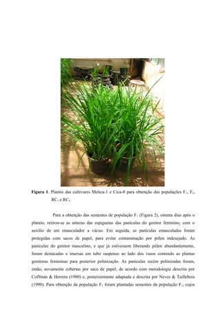 Figura 1. Plantio das cultivares Metica-1 e Cica-8 para obtenção das populações F1, F2,
RC1 e RC2.
Para a obtenção das sementes de população F1 (Figura 2), oitenta dias após o
plantio, retirou-se as anteras das espiguetas das panículas do genitor feminino, com o
auxílio de um emasculador a vácuo. Em seguida, as panículas emasculadas foram
protegidas com sacos de papel, para evitar contaminação por pólen indesejado. As
panículas do genitor masculino, e que já estivessem liberando pólen abundantemente,
foram destacadas e imersas em tubo suspenso ao lado dos vasos contendo as plantas
genitoras femininas para posterior polinização. As panículas recém polinizadas foram,
então, novamente cobertas por saco de papel, de acordo com metodologia descrita por
Coffman & Herrera (1980) e, posteriormente adaptada e descrita por Neves & Taillebois
(1990). Para obtenção da população F2 foram plantadas sementes da população F1, cujos
 