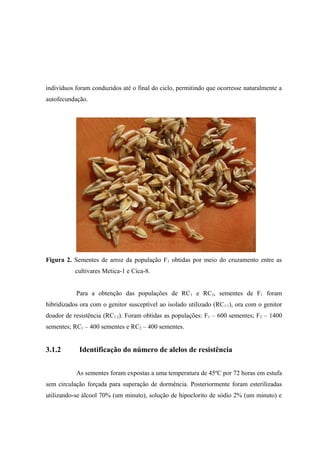 indivíduos foram conduzidos até o final do ciclo, permitindo que ocorresse naturalmente a
autofecundação.
Figura 2. Sementes de arroz da população F1 obtidas por meio do cruzamento entre as
cultivares Metica-1 e Cica-8.
Para a obtenção das populações de RC1 e RC2, sementes de F1 foram
hibridizados ora com o genitor susceptível ao isolado utilizado (RC1:1), ora com o genitor
doador de resistência (RC1:2). Foram obtidas as populações: F1 – 600 sementes; F2 – 1400
sementes; RC1 – 400 sementes e RC2 – 400 sementes.
3.1.2 Identificação do número de alelos de resistência
As sementes foram expostas a uma temperatura de 45ºC por 72 horas em estufa
sem circulação forçada para superação de dormência. Posteriormente foram esterilizadas
utilizando-se álcool 70% (um minuto), solução de hipoclorito de sódio 2% (um minuto) e
 