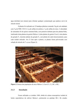 água destilada (um minuto) para eliminar qualquer contaminação que pudesse servir de
inóculo inicial.
O plantio foi realizado em 12 bandejas plásticas contendo 5 kg de solo adubado
com 5 g de NPK 5-30-15, 2 g de sulfato de amônia e 1 g de sulfato de zinco. A densidade
de semeadura foi de quinze sementes/linha, com posterior desbaste para dez plantas/linha,
totalizando trinta plantas do genitor Metica-1, trinta plantas do genitor Cica-8, vinte plantas
da geração F1, duzentas plantas da geração F2, cem plantas de cada retrocruzamento, para
cada isolado utilizado. Aos 21 dias após o plantio, as plantas foram pulverizadas com
solução de inóculo de P. oryzae (Figura 3).
Figura 3. Semeio das populações de arroz Metica-1, Cica-8, F1, F2, RC1 e RC2.
3.1.3 Inoculação
Foram utilizados os isolados 1049, obtido de cultura monospórica isolada de
lesões esporulativas da cultivar Metica-1, pertencente ao patótipo IB-1. De estudos
 