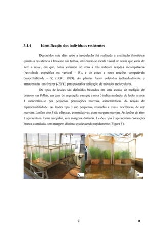 3.1.4 Identificação dos indivíduos resistentes
Decorridos sete dias após a inoculação foi realizada a avaliação fenotípica
quanto a resistência à brusone nas folhas, utilizando-se escala visual de notas que varia de
zero a nove, em que, notas variando de zero a três indicam reações incompatíveis
(resistência específica ou vertical – R), e de cinco a nove reações compatíveis
(suscetibilidade – S) (IRRI, 1989). As plantas foram coletadas individualmente e
armazenadas em freezer (-20ºC) para posterior aplicação de métodos moleculares.
Os tipos de lesões são definidos baseados em uma escala de medição de
brusone nas folhas, em casa de vegetação, em que a nota 0 indica ausência de lesão; a nota
1 caracteriza-se por pequenas pontuações marrons, características da reação de
hipersensibilidade. As lesões tipo 3 são pequenas, redondas a ovais, necróticas, de cor
marrom. Lesões tipo 5 são elípticas, esporulativas, com margem marrom. As lesões do tipo
7 apresentam forma irregular, sem margens distintas. Lesões tipo 9 apresentam coloração
branca a azulada, sem margem distinta, coalescendo rapidamente (Figura 5).
A B
C D
 