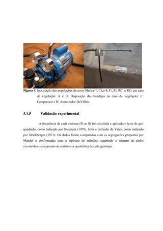 Figura 4. Inoculação das populações de arroz Metica-1, Cica-8, F1, F2, RC1 e RC2 em casa
de vegetação. A e B: Disposição das bandejas na casa de vegetação; C:
Compressor e D: Atomizador DeVillbis.
3.1.5 Validação experimental
A frequência de cada sintoma (R ou S) foi calculada e aplicado o teste de qui-
quadrado, como indicado por Snedecor (1970), feita a correção de Yates, como indicado
por Strickberger (1971). Os dados foram comparados com as segregações propostas por
Mendel e confrontadas com a hipótese do trabalho, sugerindo o número de alelos
envolvidos na expressão da resistência qualitativa de cada genótipo.
 
