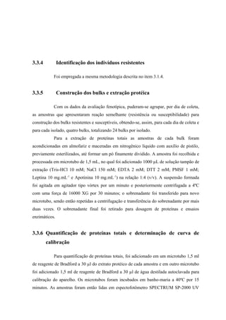 3.3.4 Identificação dos indivíduos resistentes
Foi empregada a mesma metodologia descrita no item 3.1.4.
3.3.5 Construção dos bulks e extração protéica
Com os dados da avaliação fenotípica, puderam-se agrupar, por dia de coleta,
as amostras que apresentaram reação semelhante (resistência ou susceptibilidade) para
construção dos bulks resistentes e susceptíveis, obtendo-se, assim, para cada dia de coleta e
para cada isolado, quatro bulks, totalizando 24 bulks por isolado.
Para a extração de proteínas totais as amostras de cada bulk foram
acondicionadas em almofariz e maceradas em nitrogênico líquido com auxílio de pistilo,
previamente esterilizados, até formar um pó finamente dividido. A amostra foi recolhida e
processada em microtubo de 1,5 mL, no qual foi adicionado 1000 µL de solução tampão de
extração (Tris-HCl 10 mM; NaCl 150 mM; EDTA 2 mM; DTT 2 mM; PMSF 1 mM;
Leptina 10 mg.mL-1
e Apotinina 10 mg.mL-1
) na relação 1:4 (v/v). A suspensão formada
foi agitada em agitador tipo vórtex por um minuto e posteriormente centrifugada a 4ºC
com uma força de 16000 XG por 30 minutos; o sobrenadante foi transferido para novo
microtubo, sendo então repetidas a centrifugação e transferência do sobrenadante por mais
duas vezes. O sobrenadante final foi retirado para dosagem de proteínas e ensaios
enzimáticos.
3.3.6 Quantificação de proteínas totais e determinação de curva de
calibração
Para quantificação de proteínas totais, foi adicionado em um microtubo 1,5 ml
de reagente de Bradford a 30 µl do extrato protéico de cada amostra e em outro microtubo
foi adicionado 1,5 ml de reagente de Bradford a 30 µl de água destilada autoclavada para
calibração do aparelho. Os microtubos foram incubados em banho-maria a 40ºC por 15
minutos. As amostras foram então lidas em espectofotômetro SPECTRUM SP-2000 UV
 