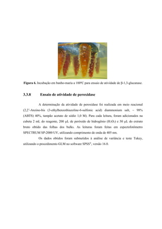 Figura 6. Incubação em banho-maria a 100ºC para ensaio de atividade de β-1,3-glucanase.
3.3.8 Ensaio de atividade de peroxidase
A determinação da atividade de peroxidase foi realizada em meio reacional
(2,2’-Anzino-bis (3-ethylbenzothiazoline-6-sulfonic acid) diammonium salt, ~ 98%
(ABTS) 40%, tampão acetato de sódio 1,0 M). Para cada leitura, foram adicionados na
cubeta 2 mL do reagente, 200 µL de peróxido de hidrogênio (H2O2) e 50 µL do extrato
bruto obtido das folhas dos bulks. As leituras foram feitas em espectofotômetro
SPECTRUM SP-2000 UV, utilizando comprimento de onda de 405 nm.
Os dados obtidos foram submetidos à anàlise de variância e teste Tukey,
utilizando o procedimento GLM no software SPSS®
, versão 16.0.
 
