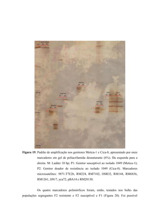 Figura 19. Padrão de amplificação nos genitores Metica-1 e Cica-8, apresentado por onze
marcadores em gel de poliacrilamida desnaturante (6%). Da esquerda para a
direita: M: Ladder 10 bp; P1: Genitor susceptível ao isolado 1049 (Metica-1);
P2: Genitor doador de resistência ao isolado 1049 (Cica-8). Marcadores
microssatélites: 9871.T7E2b, RM224, RM7102, OSR32, RM144, RM6836,
RM1261, JJ817, yca72, pBA14 e RM28130.
Os quatro marcadores polimórficos foram, então, testados nos bulks das
populações segregantes F2 resistente e F2 susceptível e F1 (Figura 20). Foi possível
 