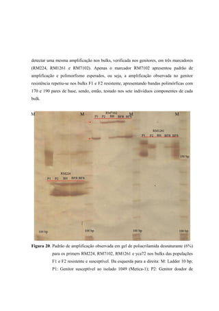 detectar uma mesma amplificação nos bulks, verificada nos genitores, em três marcadores
(RM224, RM1261 e RM7102). Apenas o marcador RM7102 apresentou padrão de
amplificação e polimorfismo esperados, ou seja, a amplificação observada no genitor
resistência repetiu-se nos bulks F1 e F2 resistente, apresentando bandas polimórficas com
170 e 190 pares de base, sendo, então, testado nos sete indivíduos componentes de cada
bulk.
Figura 20. Padrão de amplificação observada em gel de poliacrilamida desnaturante (6%)
para os primers RM224, RM7102, RM1261 e yca72 nos bulks das populações
F1 e F2 resistente e susceptível. Da esquerda para a direita: M: Ladder 10 bp;
P1: Genitor susceptível ao isolado 1049 (Metica-1); P2: Genitor doador de
MM M M
 