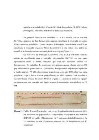 resistência ao isolado 1049 (Cica-8); BH: Bulk da população F1; BFR: Bulk da
população F2 resistente; BFS: Bulk da população susceptível.
Foi possível observar nos indivíduos F1-1 a F1-7, testado com o marcador
RM7102, a presença de duas bandas, uma superior, semelhante à observada no genitor
Cica-8, resistente ao isolado 435, com 190 pares de base (pb), e uma inferior, com 170 pb,
semelhante à observada no genitor Metica-1, susceptível a este isolado. Este padrão de
amplificação é condizente com sua condição de heterozigoto (Figura 21).
Os indivíduos da população F2 resistente (F2R1 a F2R7) obtiveram o mesmo
padrão de amplificação para o marcador microssatélite RM7102, em que todos
apresentaram ambas as bandas, indicando que estes sete indivíduos também são
heterozigotos. Os indivíduos F2 susceptíveis apresentaram apenas a banda inferior (170
pb), semelhante ao genitor Metica-1 (susceptível). Este padrão de amplificação sugere que
a banda superior (190 pb) está associada à resistência ao isolado 1049, observado nesta
população, e que a banda inferior, possivelmente um alelo recessivo, está associada à
susceptibilidade herdada do genitor Metica-1 (Figura 21). Através da análise de ligação,
verificou-se que este marcador está ligado ao gene de resistência a uma distância de 2,2
cM.
Figura 21. Padrão de amplificação observado em gel de poliacrilamida desnaturante (6%)
nos indivíduos das populações F1, F2 resistente e F2 susceptível pelo marcador
RM7102. M: Ladder 10 bp; números 1 a 7: indivíduos do bulk F1; números 8 a
14: indivíduos do bulk F2 resistente; números 15 a 21: indivíduos do bulk F2
susceptível.
M
M
 