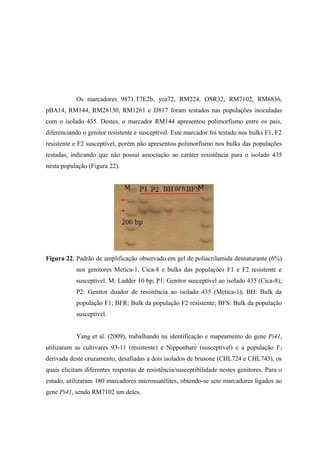 Os marcadores 9871.T7E2b, yca72, RM224, OSR32, RM7102, RM6836,
pBA14, RM144, RM28130, RM1261 e JJ817 foram testados nas populações inoculadas
com o isolado 435. Destes, o marcador RM144 apresentou polimorfismo entre os pais,
diferenciando o genitor resistente e susceptível. Este marcador foi testado nos bulks F1, F2
resistente e F2 susceptível, porém não apresentou polimorfismo nos bulks das populações
testadas, indicando que não possui associação ao caráter resistência para o isolado 435
nesta população (Figura 22).
Figura 22. Padrão de amplificação observado em gel de poliacrilamida desnaturante (6%)
nos genitores Metica-1, Cica-8 e bulks das populações F1 e F2 resistente e
susceptível. M: Ladder 10 bp; P1: Genitor susceptível ao isolado 435 (Cica-8);
P2: Genitor doador de resistência ao isolado 435 (Metica-1); BH: Bulk da
população F1; BFR: Bulk da população F2 resistente; BFS: Bulk da população
susceptível.
Yang et al. (2009), trabalhando na identificação e mapeamento do gene Pi41,
utilizaram as cultivares 93-11 (resistente) e Nipponbare (susceptível) e a população F2
derivada deste cruzamento, desafiadas a dois isolados de brusone (CHL724 e CHL743), os
quais elicitam diferentes respostas de resistência/susceptibilidade nestes genitores. Para o
estudo, utilizaram 180 marcadores microssatélites, obtendo-se sete marcadores ligados ao
gene Pi41, sendo RM7102 um deles.
M M
 