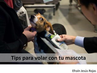 Efraín Jesús Rojas
Tips para volar con tu mascota
 