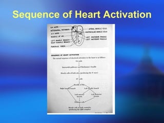 Sequence of Heart Activation 