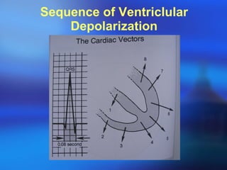 Sequence of Ventriclular Depolarization 