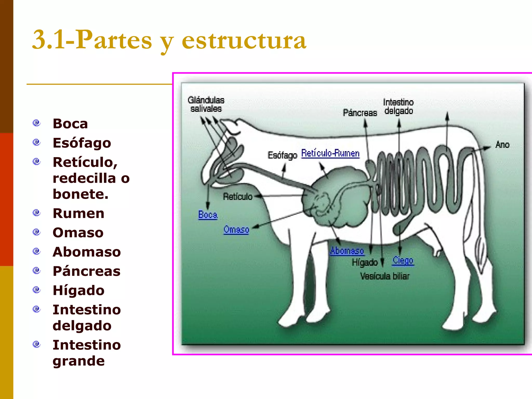 1 El Aparato Digestivo De Los Rumiantes | PPT | Food & Drink