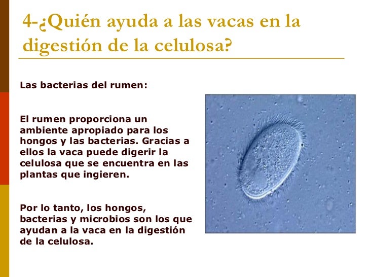 Resultado de imagen para DIGESTION EN BACTERIAS