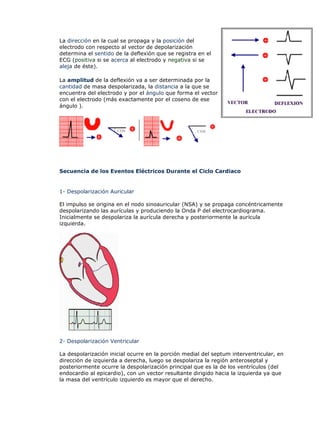La dirección en la cual se propaga y la posición del
electrodo con respecto al vector de depolarización
determina el sentido de la deflexión que se registra en el
ECG (positiva si se acerca al electrodo y negativa si se
aleja de éste).

La amplitud de la deflexión va a ser determinada por la
cantidad de masa despolarizada, la distancia a la que se
encuentra del electrodo y por el ángulo que forma el vector
con el electrodo (más exactamente por el coseno de ese
ángulo ).




Secuencia de los Eventos Eléctricos Durante el Ciclo Cardiaco


1- Despolarización Auricular

El impulso se origina en el nodo sinoauricular (NSA) y se propaga concéntricamente
despolarizando las aurículas y produciendo la Onda P del electrocardiograma.
Inicialmente se despolariza la aurícula derecha y posteriormente la aurícula
izquierda.




2- Despolarización Ventricular

La despolarización inicial ocurre en la porción medial del septum interventricular, en
dirección de izquierda a derecha, luego se despolariza la región anteroseptal y
posteriormente ocurre la despolarización principal que es la de los ventrículos (del
endocardio al epicardio), con un vector resultante dirigido hacia la izquierda ya que
la masa del ventrículo izquierdo es mayor que el derecho.
 