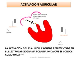DR. RAMÓN E. GUARDIOLA BRIZUELA
LA ACTIVACIÓN DE LAS AURÍCULAS QUEDA REPRESENTADA EN
EL ELECTROCARDIOGRAMA POR UNA ONDA QUE SE CONOCE
COMO ONDA “P”
ACTIVACIÓN AURICULAR
 