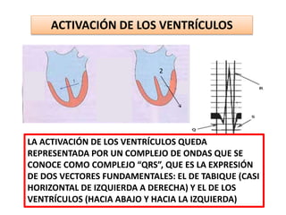 DR. RAMÓN E. GUARDIOLA BRIZUELA
ACTIVACIÓN DE LOS VENTRÍCULOS
2
LA ACTIVACIÓN DE LOS VENTRÍCULOS QUEDA
REPRESENTADA POR UN COMPLEJO DE ONDAS QUE SE
CONOCE COMO COMPLEJO “QRS”, QUE ES LA EXPRESIÓN
DE DOS VECTORES FUNDAMENTALES: EL DE TABIQUE (CASI
HORIZONTAL DE IZQUIERDA A DERECHA) Y EL DE LOS
VENTRÍCULOS (HACIA ABAJO Y HACIA LA IZQUIERDA)
 