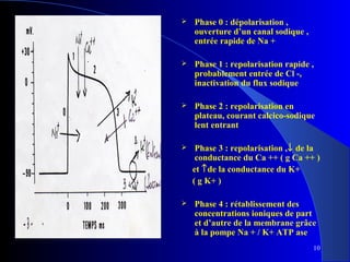 

Phase 0 : dépolarisation ,
ouverture d’un canal sodique ,
entrée rapide de Na +



Phase 1 : repolarisation rapide ,
probablement entrée de Cl -,
inactivation du flux sodique



Phase 2 : repolarisation en
plateau, courant calcico-sodique
lent entrant



Phase 3 : repolarisation ,↓ de la
conductance du Ca ++ ( g Ca ++ )
et ↑de la conductance du K+
( g K+ )



Phase 4 : rétablissement des
concentrations ioniques de part
et d’autre de la membrane grâce
à la pompe Na + / K+ ATP ase
10

 