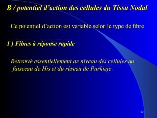 B / potentiel d’action des cellules du Tissu Nodal
Ce potentiel d’action est variable selon le type de fibre
1 ) Fibres à réponse rapide
Retrouvé essentiellement au niveau des cellules du
faisceau de His et du réseau de Purkinje

12

 