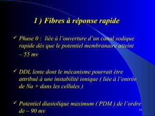 1 ) Fibres à réponse rapide


Phase 0 : liée à l’ouverture d’un canal sodique
rapide dés que le potentiel membranaire atteint
– 55 mv



DDL lente dont le mécanisme pourrait être
attribué à une instabilité ionique ( liée à l’entrée
de Na + dans les cellules )



Potentiel diastolique maximum ( PDM ) de l’ordre
14
de – 90 mv

 