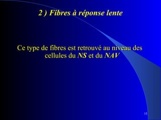 2 ) Fibres à réponse lente

Ce type de fibres est retrouvé au niveau des
cellules du NS et du NAV

15

 