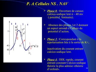 P. A Cellules NS . NAV


Phase 0 : Ouverture de canaux
calcico-sodique lent à – 40 mv
( potentiel liminaire).



Absence des phases 1et 2 donnant
un aspect arrondi à l’allure du
potentiel d’action.



Phase 3 : Correspondant à la
repolarisation liée à la sortie de K+,
inactivation du courant entrant
calcico-sodique lent.



Phase 4 : DDL rapide, courant
entrant constant Calcico-sodique
théorie la plus admise «théorie
16
d’oxford».

 