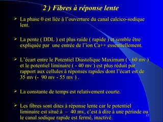 2 ) Fibres à réponse lente


La phase 0 est liée à l’ouverture du canal calcico-sodique
lent.



La pente ( DDL ) est plus raide ( rapide ) et semble être
expliquée par une entrée de l’ion Ca++ essentiellement.



L’écart entre le Potentiel Diastolique Maximum ( - 60 mv )
et le potentiel liminaire ( - 40 mv ) est plus réduit par
rapport aux cellules à réponses rapides dont l’écart est de
35 mv (- 90 mv - 55 mv ) .



La constante de temps est relativement courte.



Les fibres sont dites à réponse lente car le potentiel
liminaire est situé à – 40 mv, c’est à dire à une période ou
17
le canal sodique rapide est fermé, inactivé.

 