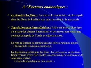 A / Facteurs anatomiques : 


Le diamètre des fibres : La vitesse de conduction est plus rapide
dans les fibres de Purkinje que dans les cellules du myocarde .



Type de jonctions intercellulaires : Faible résistance électrique
au niveau des disques intercalaires et des nexus permettant une
conduction rapide de l’onde de dépolarisation.
Ce type de jonction est retrouvé dans les fibres à réponses rapides
( Faisceau de His, réseau de purkinje )
La disposition géométrique des fibres : La convergence de plusieurs
fibres vers une grosse fibre facilite la conduction par un phénomène de
sommation spatiale
( Cours de physiologie de 1ére année ) .
20

 