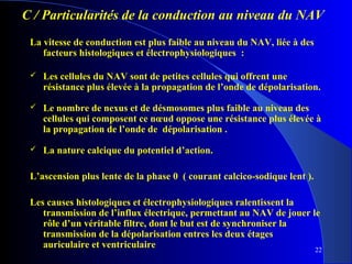 C / Particularités de la conduction au niveau du NAV
La vitesse de conduction est plus faible au niveau du NAV, liée à des
facteurs histologiques et électrophysiologiques :


Les cellules du NAV sont de petites cellules qui offrent une
résistance plus élevée à la propagation de l’onde de dépolarisation.



Le nombre de nexus et de désmosomes plus faible au niveau des
cellules qui composent ce nœud oppose une résistance plus élevée à
la propagation de l’onde de dépolarisation .



La nature calcique du potentiel d’action.

L’ascension plus lente de la phase 0 ( courant calcico-sodique lent ).
Les causes histologiques et électrophysiologiques ralentissent la
transmission de l’influx électrique, permettant au NAV de jouer le
rôle d’un véritable filtre, dont le but est de synchroniser la
transmission de la dépolarisation entres les deux étages
auriculaire et ventriculaire
22

 