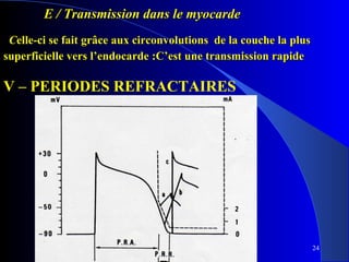 E / Transmission dans le myocarde
Celle-ci se fait grâce aux circonvolutions de la couche la plus
superficielle vers l’endocarde :C’est une transmission rapide

V – PERIODES REFRACTAIRES

24

 
