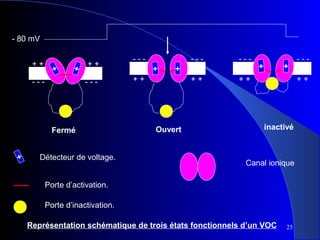- 80 mV
++

+

+

---

++
---

Fermé
+

Détecteur de voltage.

---

--++

+

--++

+

++

Ouvert

+

+

--++

inactivé

Canal ionique

Porte d’activation.
Porte d’inactivation.
Représentation schématique de trois états fonctionnels d’un VOC

25

 