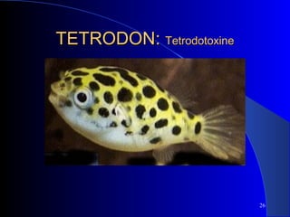 TETRODON: Tetrodotoxine

26

 