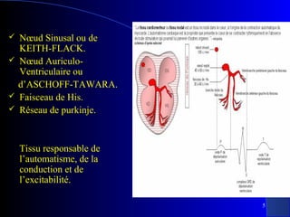 





Nœud Sinusal ou de
KEITH-FLACK.
Nœud AuriculoVentriculaire ou
d’ASCHOFF-TAWARA.
Faisceau de His.
Réseau de purkinje.

Tissu responsable de
l’automatisme, de la
conduction et de
l’excitabilité.
5

 