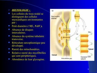 










HISTOLOGIE :
Les cellules du tissu nodal se
distinguent des cellules
myocardiques environnantes
par :
Petit diamètre ( NS , NAV ).
Absence de disques
intercalaires.
Absence du système tubulaire
transverse.
Réticulum sarcoplasmique peu
développé.
Rareté des mitochondries.
Relative rareté des myofibrilles
qui sont périphériques.
Abondance de leur glycogène.

6

 
