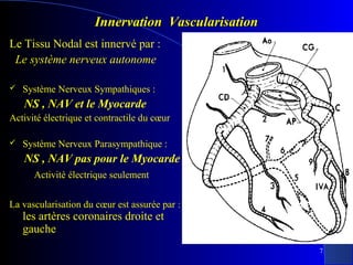 Innervation Vascularisation
Le Tissu Nodal est innervé par :
Le système nerveux autonome


Système Nerveux Sympathiques :

NS , NAV et le Myocarde
Activité électrique et contractile du cœur


Système Nerveux Parasympathique :

NS , NAV pas pour le Myocarde
Activité électrique seulement
La vascularisation du cœur est assurée par :

les artères coronaires droite et
gauche

7

 