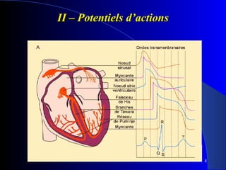 II – Potentiels d’actions

8

 
