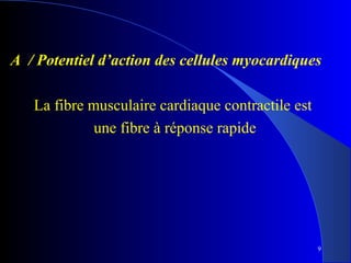 A / Potentiel d’action des cellules myocardiques
La fibre musculaire cardiaque contractile est
une fibre à réponse rapide

9

 
