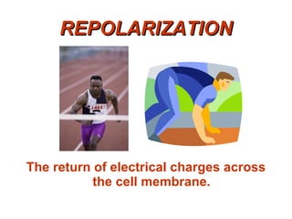 The return of electrical charges across the cell membrane. REPOLARIZATION 