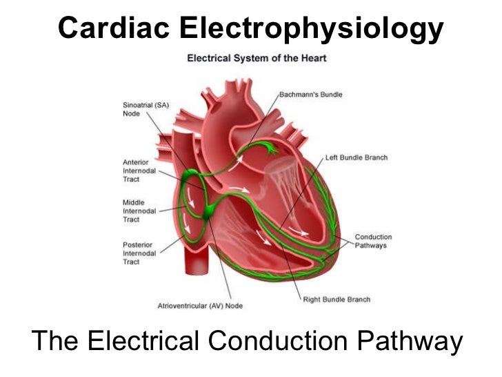 Cardiac Electrophysiology