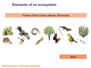 Forests of the Canary Islands. Biocenosis
Back
Elements of an ecosystem
UNIT
Natural Science 2. Secondary Education
 