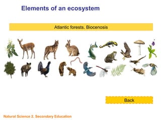 Atlantic forests. Biocenosis
Back
Elements of an ecosystem
Natural Science 2. Secondary Education
 
