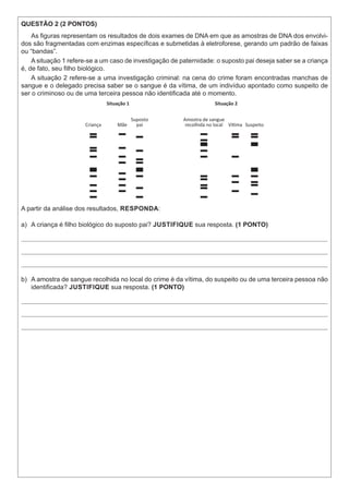 QUESTÃO 2 (2 PONTOS)
As figuras representam os resultados de dois exames de DNA em que as amostras de DNA dos envolvi-
dos são fragmentadas com enzimas específicas e submetidas à eletroforese, gerando um padrão de faixas
ou “bandas”.
A situação 1 refere-se a um caso de investigação de paternidade: o suposto pai deseja saber se a criança
é, de fato, seu filho biológico.
A situação 2 refere-se a uma investigação criminal: na cena do crime foram encontradas manchas de
sangue e o delegado precisa saber se o sangue é da vítima, de um indivíduo apontado como suspeito de
ser o criminoso ou de uma terceira pessoa não identificada até o momento.
Situação 1 Situação 2
Criança Mãe
Suposto
pai
Amostra de sangue
recolhida no local VíƟma Suspeito
A partir da análise dos resultados, RESPONDA:
a)	 A criança é filho biológico do suposto pai? JUSTIFIQUE sua resposta. (1 PONTO)
b)	 A amostra de sangue recolhida no local do crime é da vítima, do suspeito ou de uma terceira pessoa não
identificada? JUSTIFIQUE sua resposta. (1 PONTO)
 